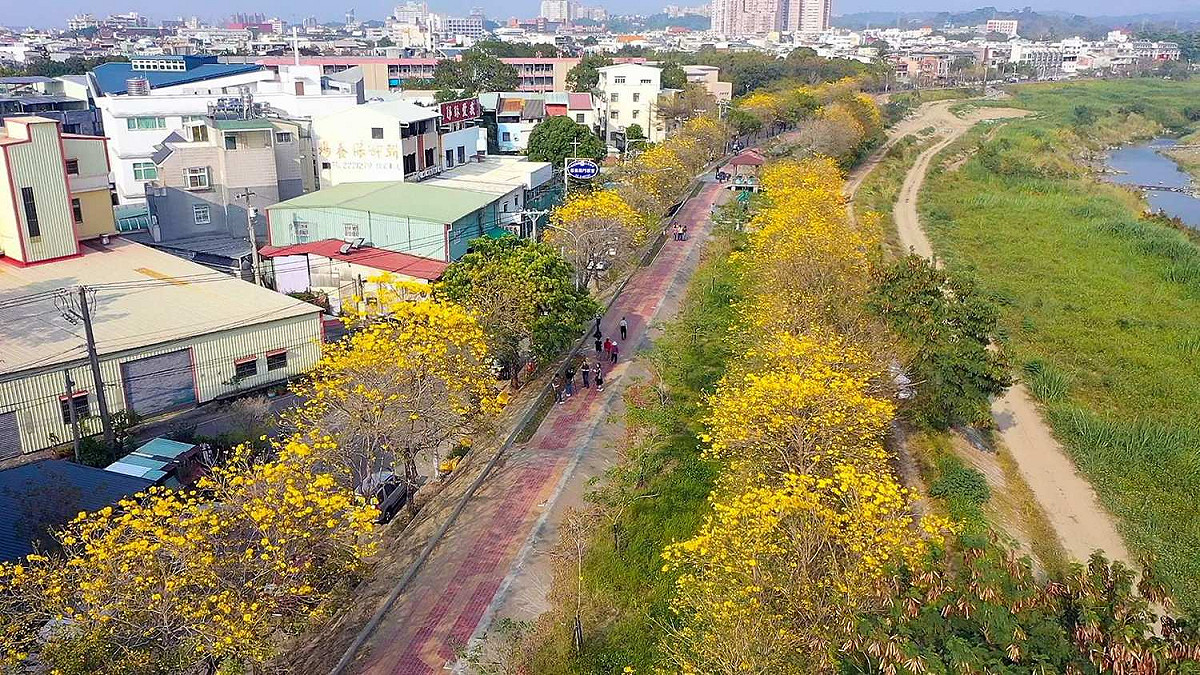 知名的嘉義市軍輝橋旁黃花風鈴木，繼洋紅風鈴木之後，準備接力上場。 圖：嘉義市政府/提供