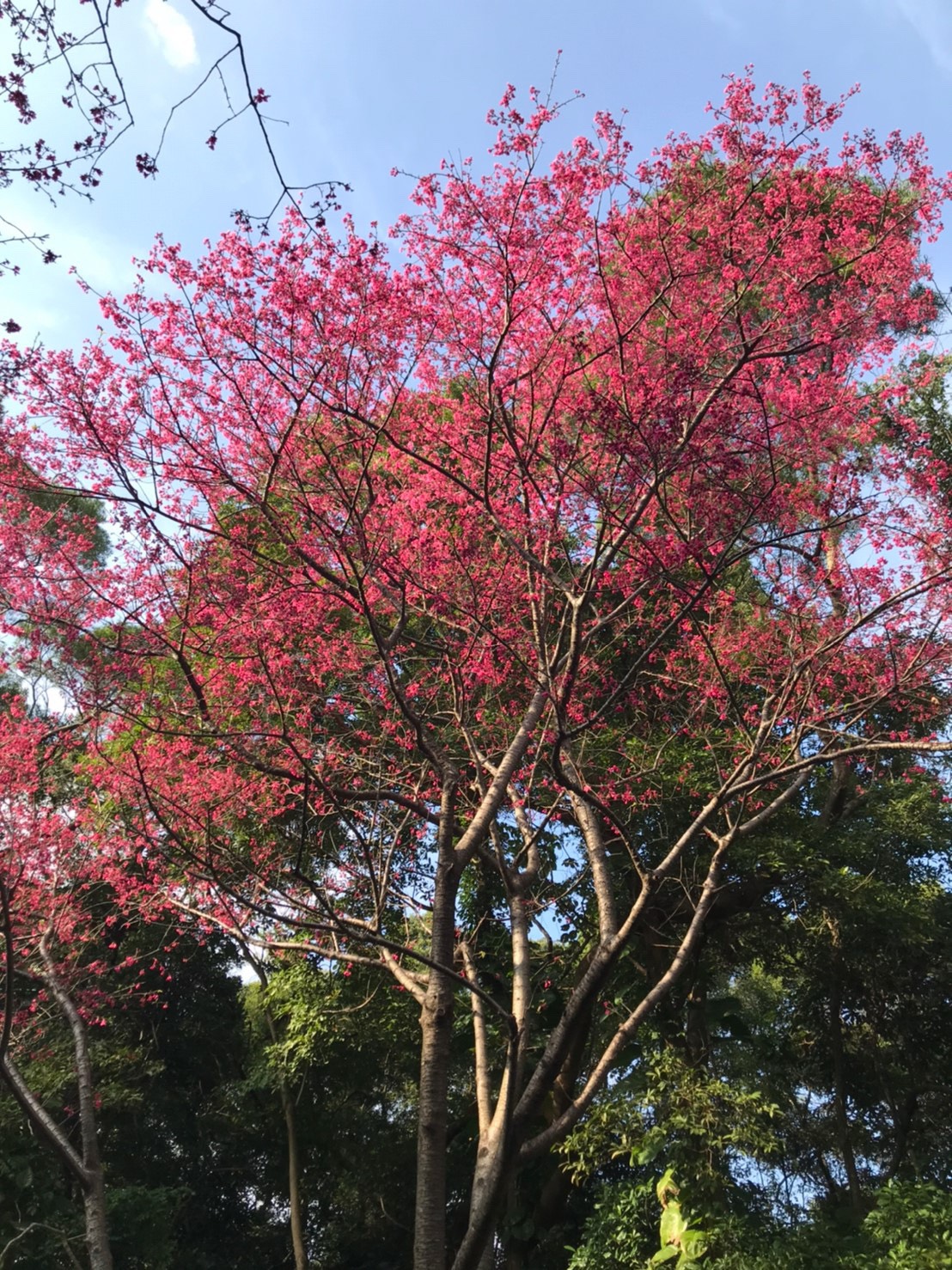 目前正值淡水櫻花季，民眾可搭淡海輕軌賞花。  圖：新北捷運公司/提供