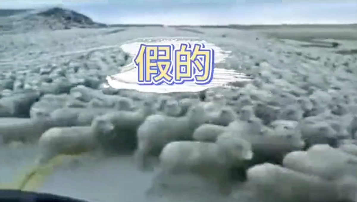 網路流傳有大批羊隻從蒙古趕往中國。 圖：翻攝自中國「環球網」