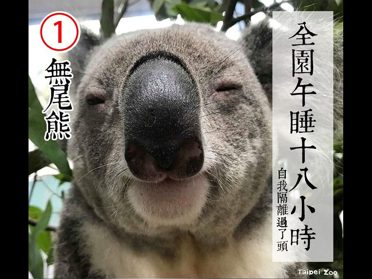 啊啊怎麼辦，午睡18小時實在太吸引人惹～這政見太優秀啦～ 圖／臺北市立動物園粉專提供