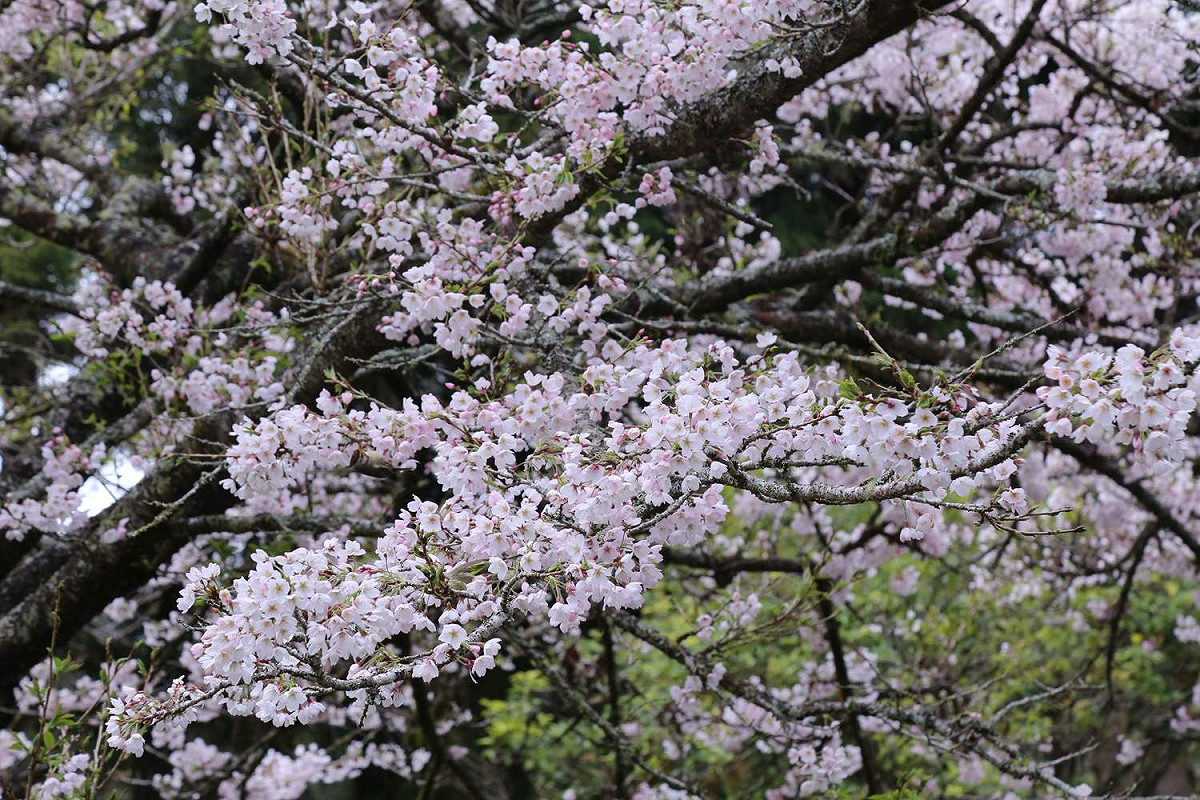阿里山櫻花遠近馳名，嘉義縣政府已作好花季防疫準備。 圖：嘉義縣政府/提供