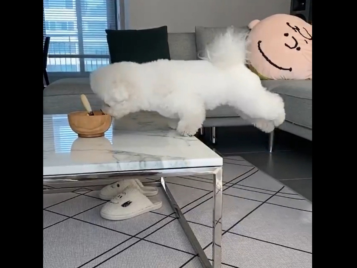 韓國一隻超可愛的狗狗用盡全身的力氣不停在桌子邊往前彈跳，只為了吃到美食。 圖／IG@my.ancco