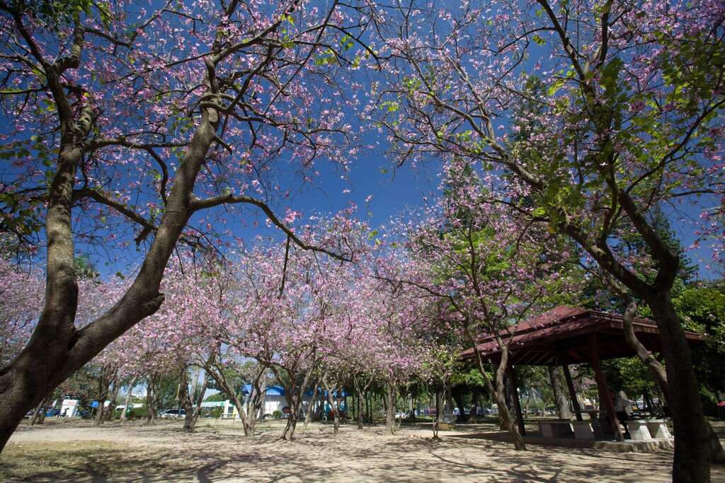 春天台南全境百花盛開！在梅花、櫻花過後，羊蹄甲、苦楝花、木棉花等等百花齊放，接力開到4月。圖為台南公園羊蹄甲。 圖：台南市觀旅局／提供