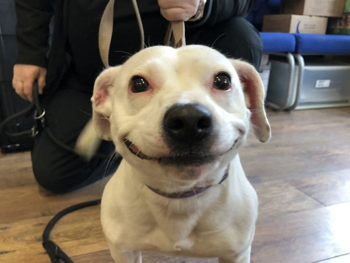 斯塔福德郡犬「莉莉」擁有迷死人的巨大燦笑。 圖／FB@All Dogs Matter