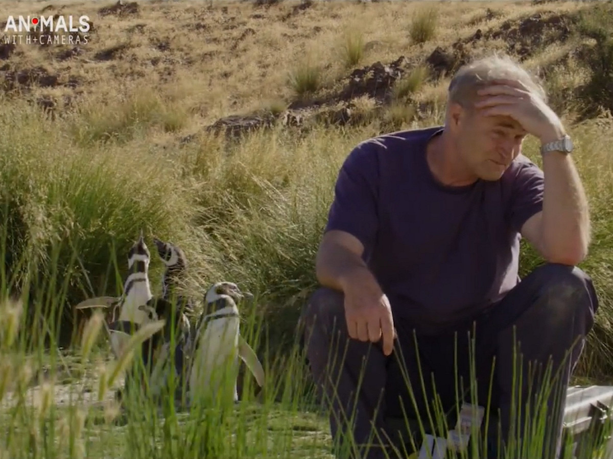 BBC Earth日前發布一段專家採訪影片，訪問過程頻頻被企鵝打斷。 圖／Facebook@BBC Earth