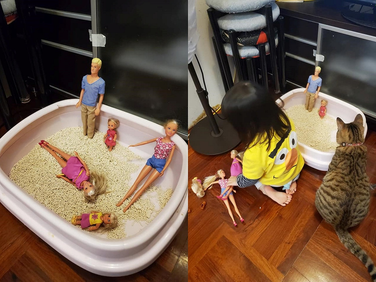 女兒將芭比一家全放進貓砂盆內，虎斑貓葉豹豹則是在一旁默默盯著被強制徵收的廁所。 圖／葉豹豹與阿妹的日常授權提供