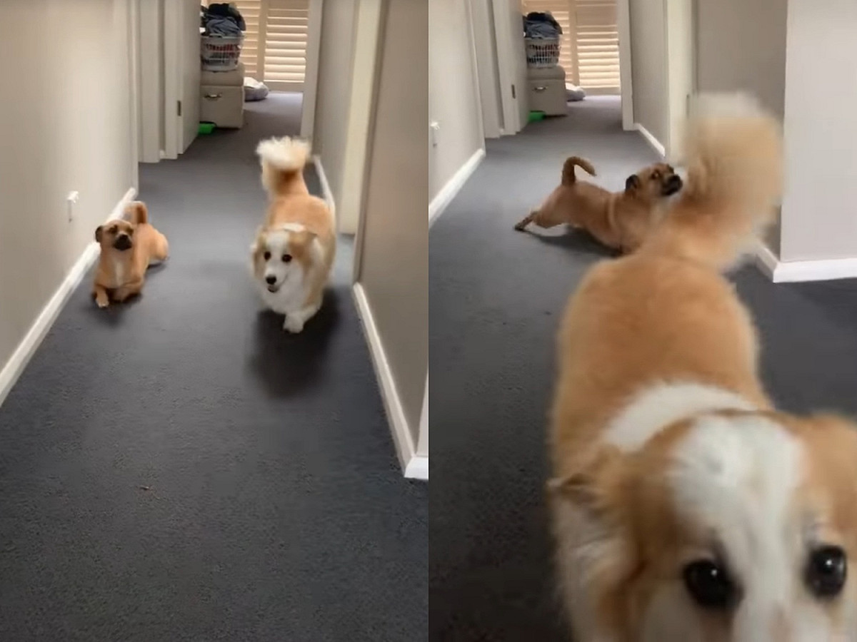 傑克羅素㹴和巴哥犬的混種「達斯汀」學柯基犬「泰托」走路。 IG@dustinpup