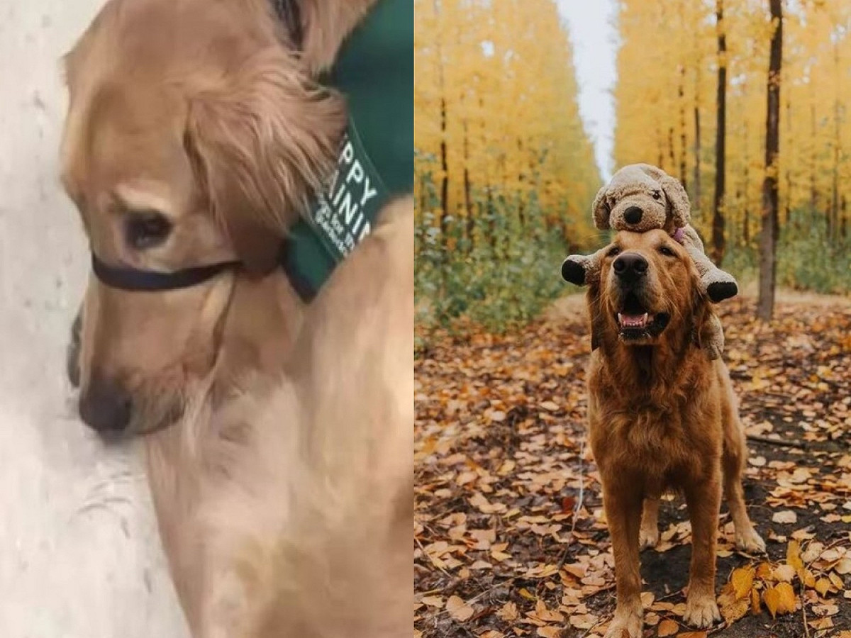 美國一隻黃金獵犬「Gumbo」雖然擁有優良的服務犬血統，但牠似乎不想工作，被訓練中心開除後轉職當網紅。 圖／IG@mycaninelife