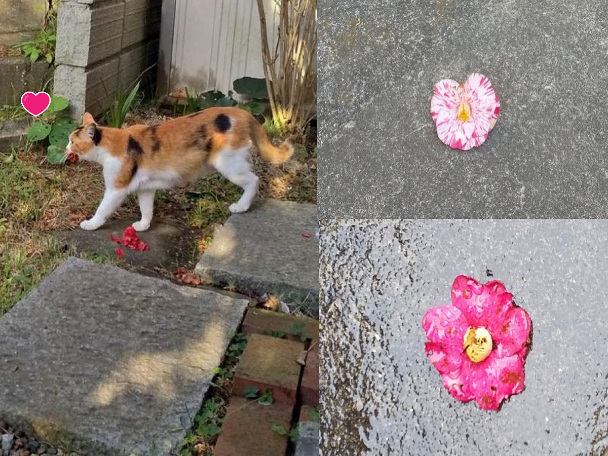 日本一名推主連續5年於家門口收到山茶花，沒想到送禮的竟然是一隻可愛的浪貓。 圖／twitter@maho_24