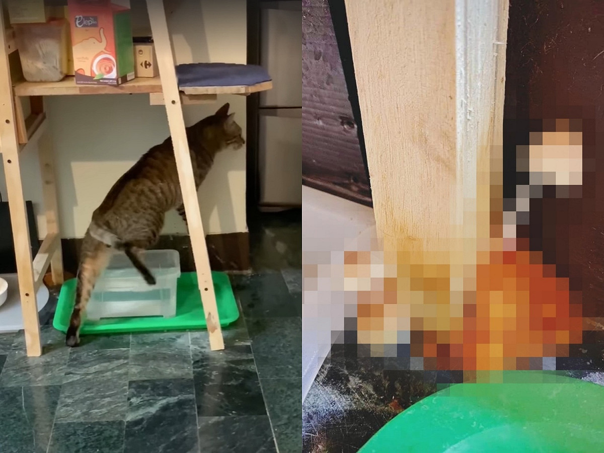 小M每次喝水都要順便洗腳腳，久了竟然長出小生命！ 圖／網友洪凱特提供