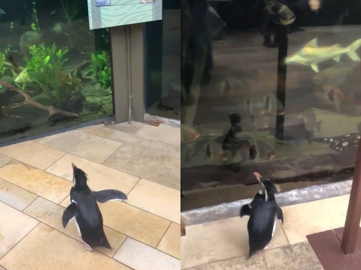 企鵝出來放風，還來到熱帶區看魚魚。 圖／Facebook@Shedd Aquarium