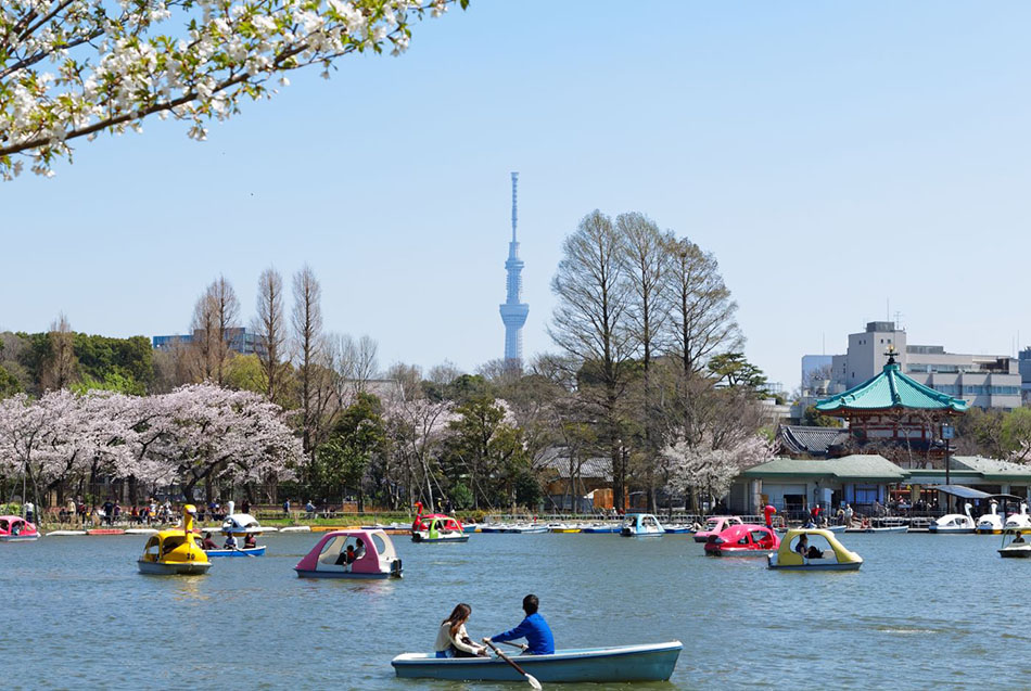 東京上野公園湧入賞櫻遊客，疫情擋不住日本人對櫻花的熱愛。（資料照） 圖：翻攝自GOTOKYO網站