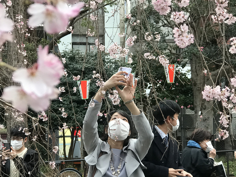 東京上野恩賜公園有上千株櫻花，每年可吸引逾300萬賞櫻客。入口處的枝垂櫻盛開，許多遊客在此拍照打卡。 圖:中央社