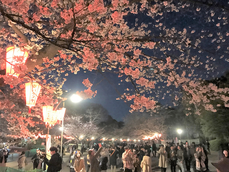 東京上野恩賜公園有上千株櫻花，是日本知名的賞櫻景點，21日受到武漢肺炎疫情影響，賞櫻氣氛不如往年熱絡，但遊客仍可賞夜櫻，別有一番風情。 圖:中央社