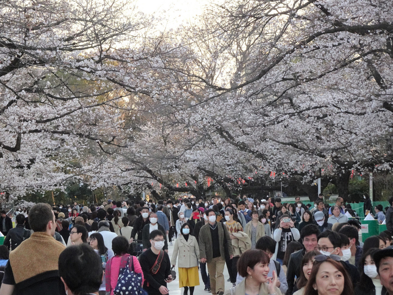 日本東京上野恩賜公園櫻花怒放，受到武漢肺炎疫情影響，今年賞櫻客比去年少，但最近3天連假，湧入的遊客超乎預期。圖為21日的景象。 圖:中央社