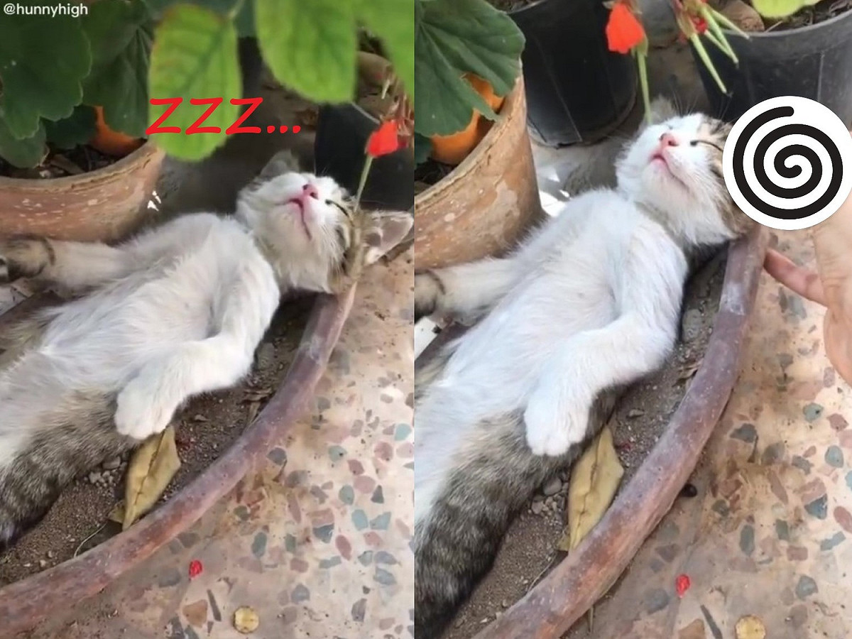 戴小花的模樣實在太可愛了啊！！ 圖／翻攝自TikTok@hunnyhigh