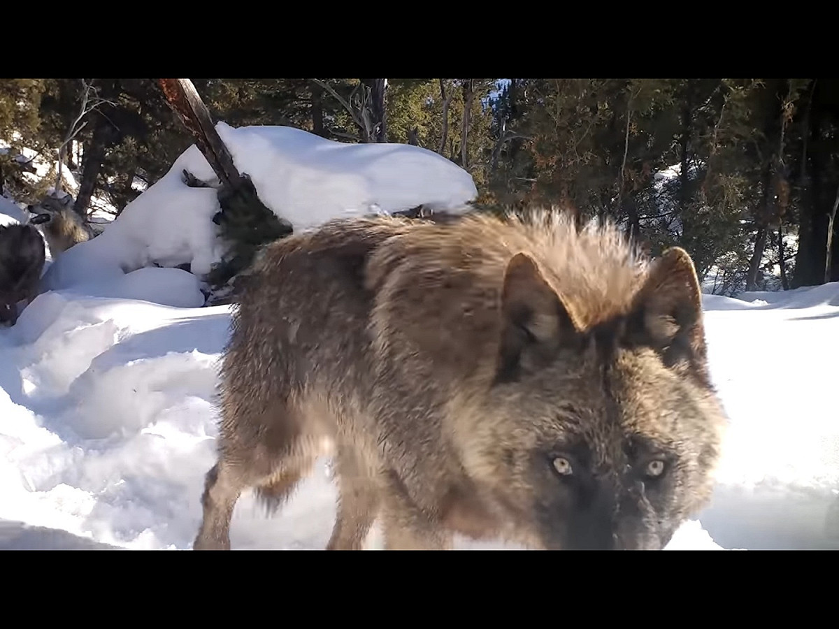 美國懷俄明州的黃石國家公園日前發布一段令人驚喜的影片。 圖／Facebook@Yellowstone National Park
