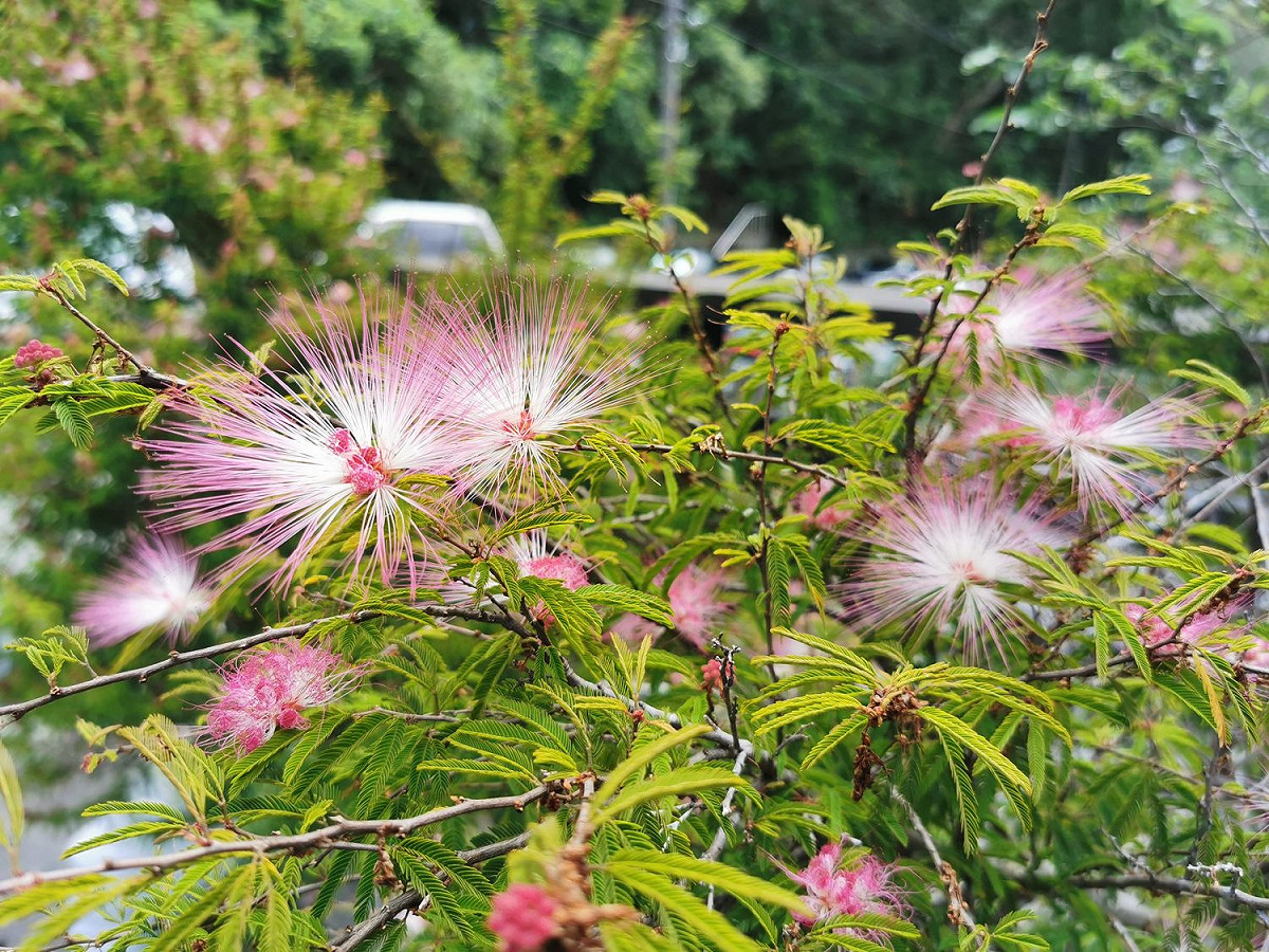 台灣常栽培的另一種粉撲花-蘇利南合歡，花色為粉紅色。 圖：台北市工務局／提供