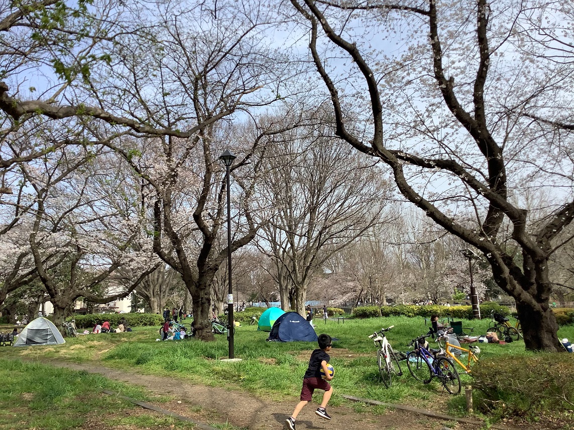 東京各地賞櫻潮，基本上還是保持距離多 圖：劉黎兒/攝