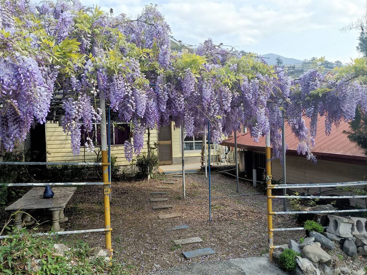 梨山的紫藤花三月下旬盛開。 參山處/提供