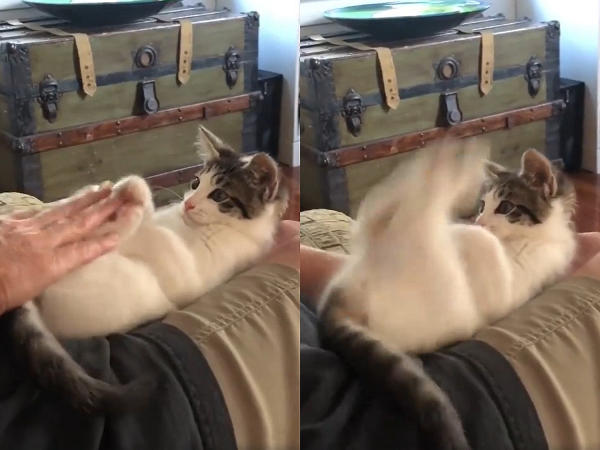（失控）蹦！蹦蹦蹦蹦蹦！！！ 圖／Facebook@Roadie the Hiking Kitty