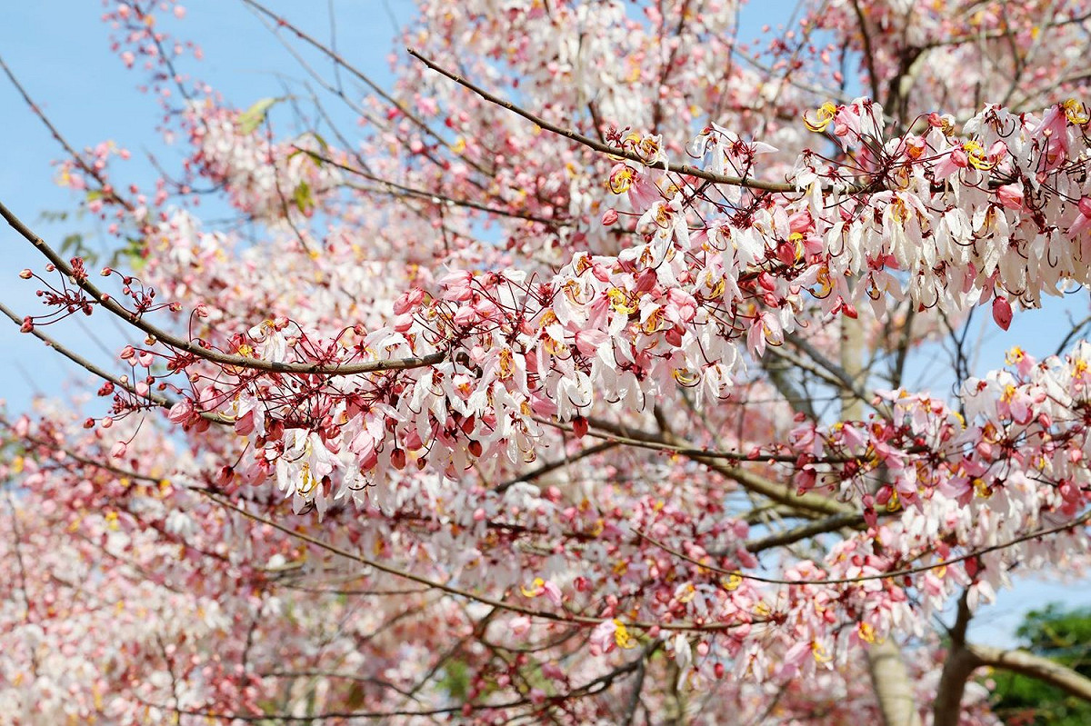 現在到台南可以欣賞到美麗的花旗木花海。 圖：黃博郎／攝