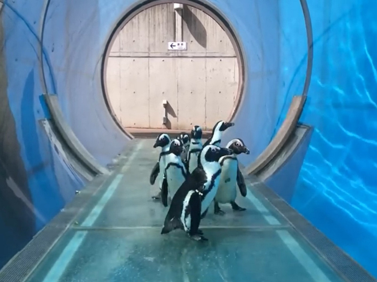 日本橫濱八景島水族館在推特分享企鵝「遊園散步」的影片，讓民眾在線上也能看到牠們可愛的模樣。 圖／twitter@_seaparadise_