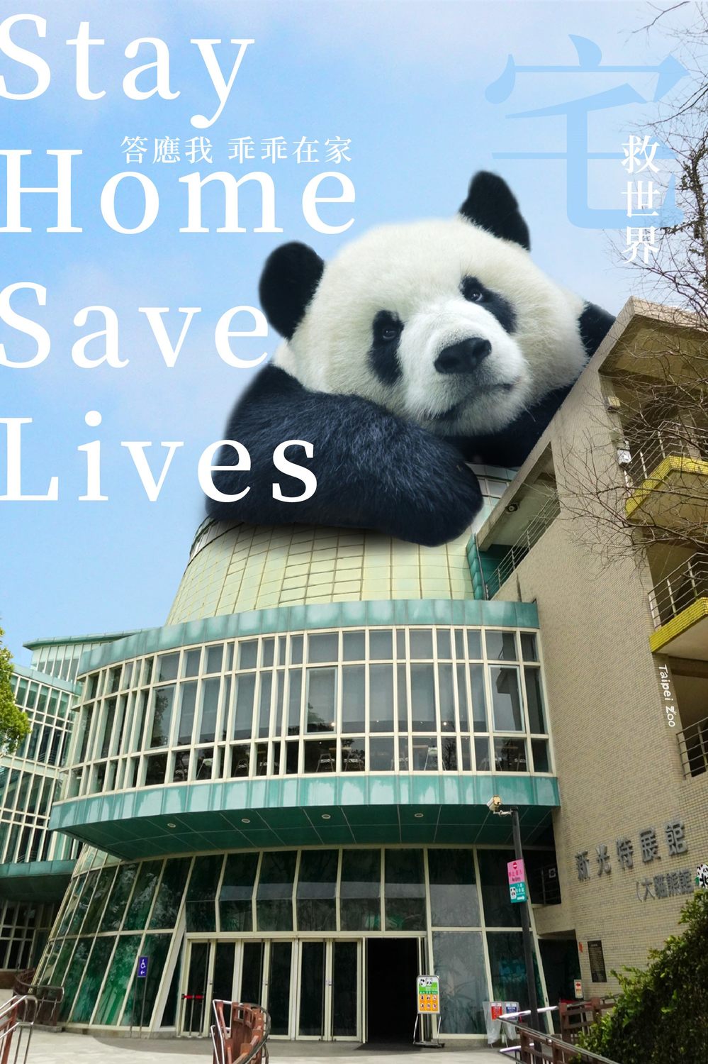 巨大貓熊示範居家檢疫標準姿勢。 圖：台北市立動物園／提供