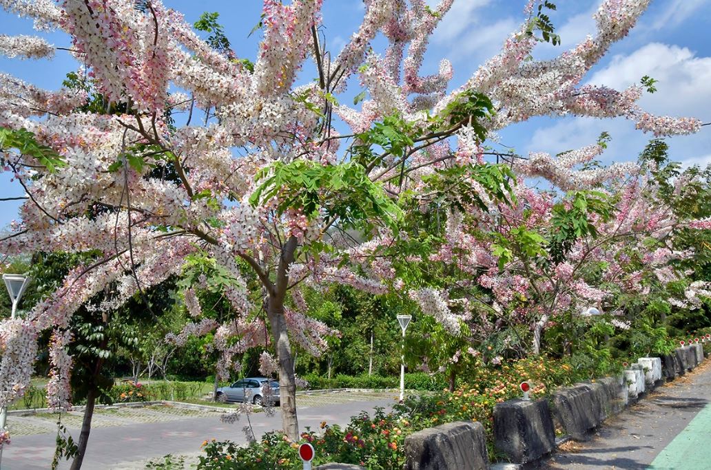 阿公店森林公園花旗木也正盛開。 圖：工務局養護工程處／提供