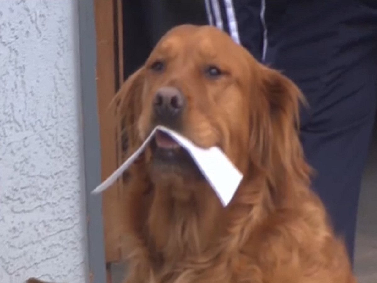 黃金獵犬桑尼決定成為蕾妮的小幫手，每天向她叼取購買物資清單。 圖／翻攝自KKTV