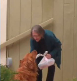 黃金獵犬桑尼(Sunny)幫忙遞送所需物資。 圖：翻攝自推特