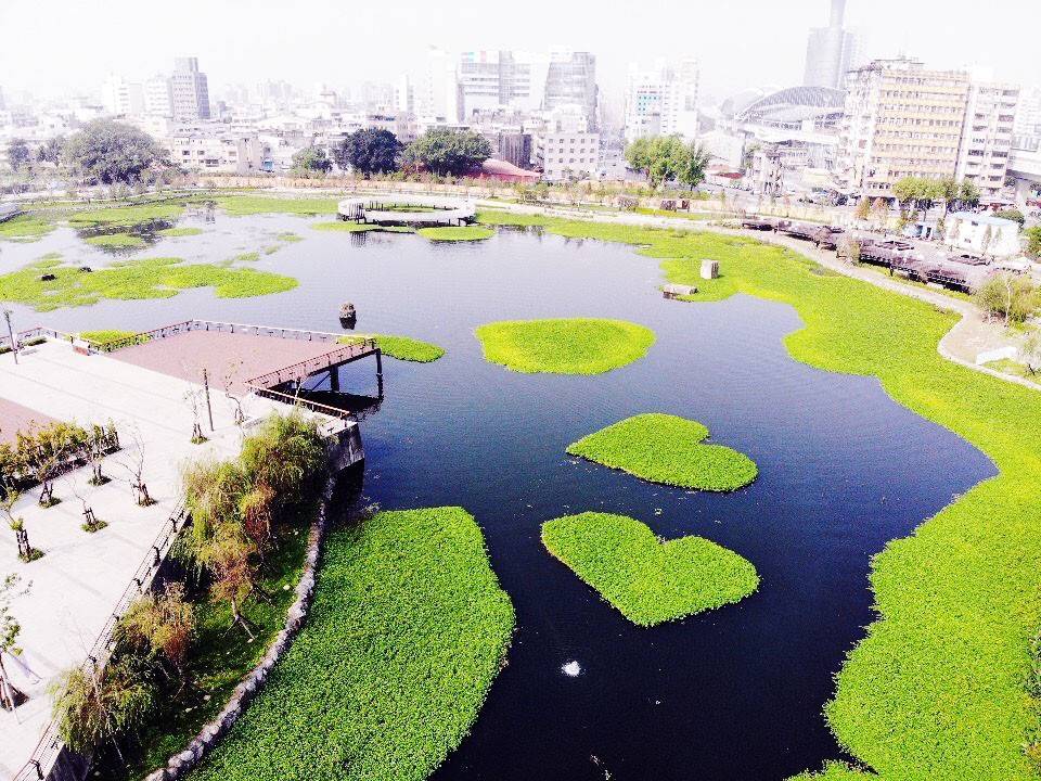 中市星泉湖有會呼吸的湖泊稱呼，種植「雙心水草」後再掀搶拍風潮。 圖：台中市建設局／提供