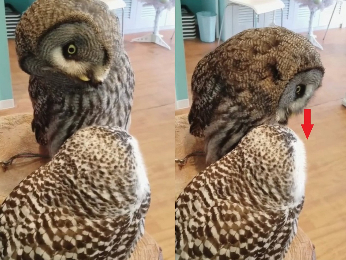 牠們經常在一起曬恩愛。 圖／IG@sweet_owl_nagoya