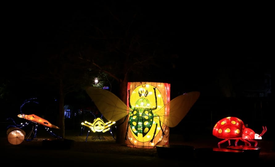 在豐原葫蘆墩公園第五區(中山路至豐原大道八段)可欣賞酷炫的「昆蟲派對」花燈。 圖：台中市政府/提供