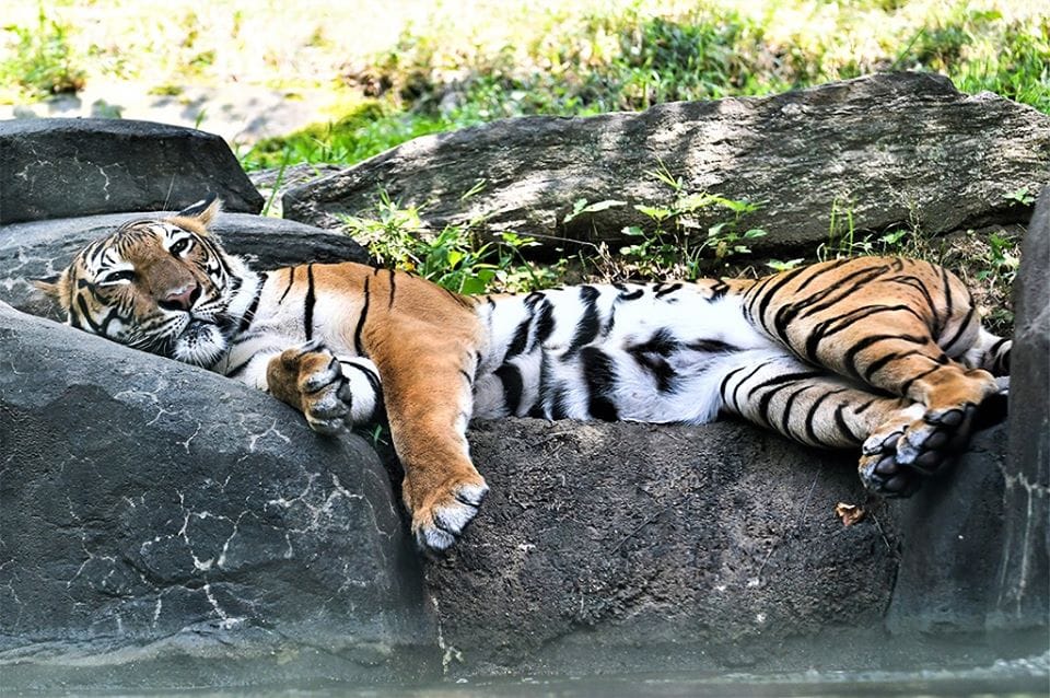 美國紐約布朗克斯動物園裡的4歲馬來虎納迪亞確診武漢肺炎，出現乾咳與食慾下降的情形。 圖：翻攝自布朗克斯動物園臉書
