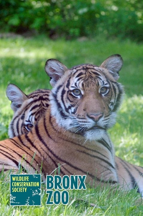 紐約布朗克斯動物園裡豢養多種貓科動物，老虎是相當受歡迎的動物明星。 圖：翻攝自布朗克斯動物園臉書