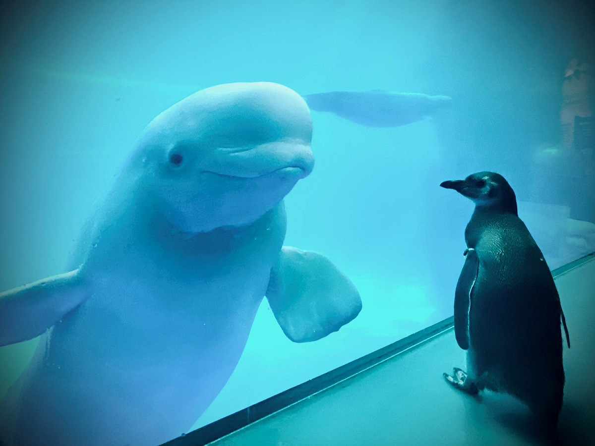 兩種迷人的海洋生物互動真的太可愛啦！ 圖／twitter@shedd_aquarium