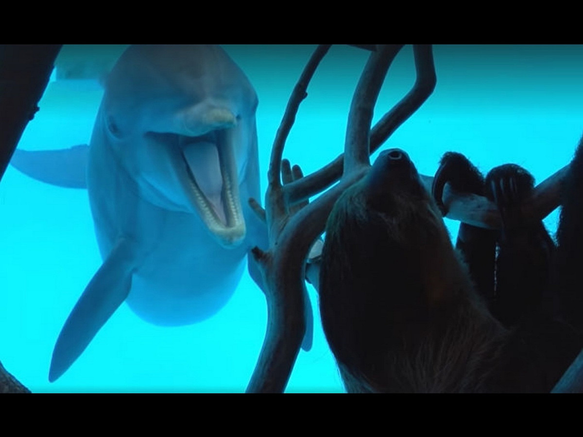 欸欸欸，快看快看，有奇怪的東西！！ 圖／Texas State Aquarium