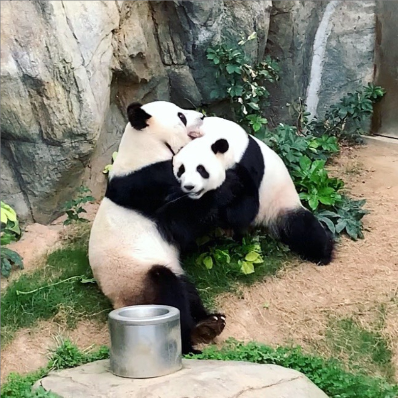 香港海洋公園內的熊貓樂樂、盈盈9年來首度自然交配成功。 圖：取自Instagram