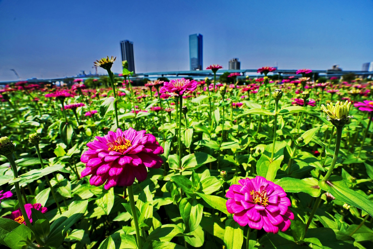 新北大都會公園的「百日草」花海也正式進入花期，花海熱情綻放。 圖：新北市政府／提供