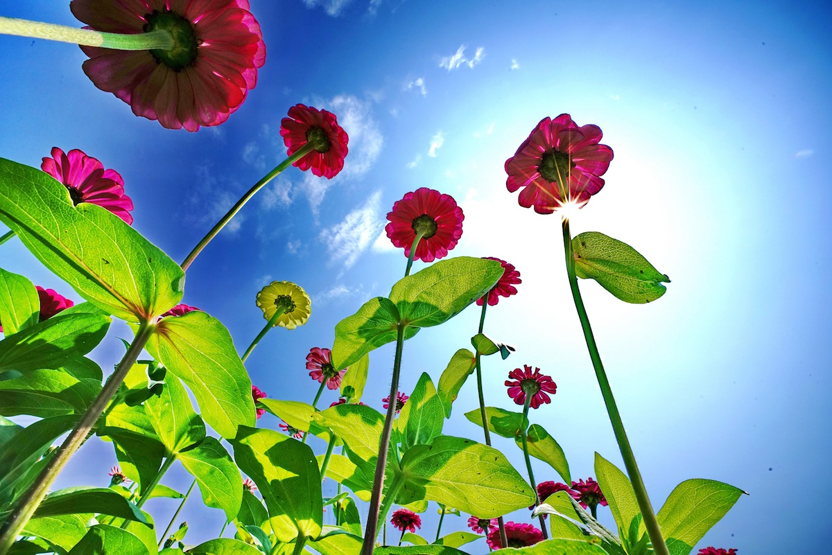 百日草又稱百日菊、火球花、步步高，性喜高溫，花期長。 圖：新北市政府／提供