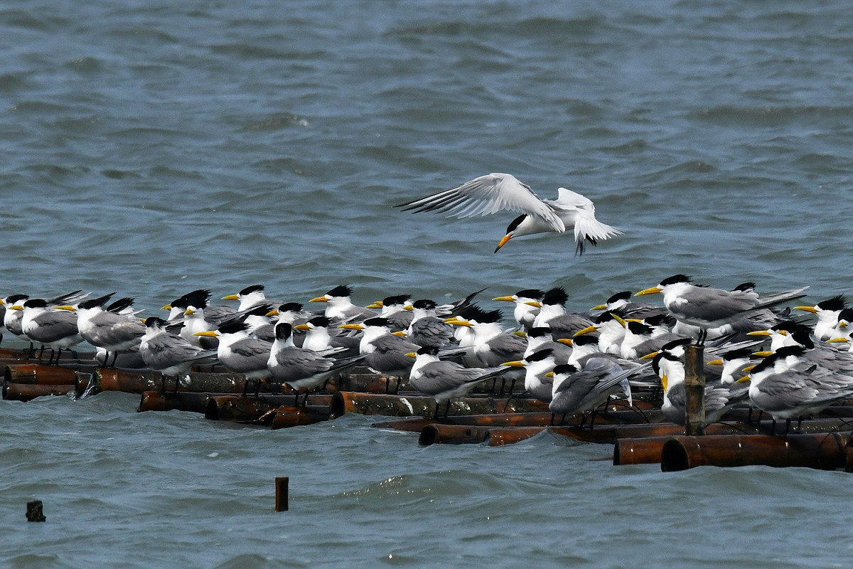 在鳥群中唯一飛起的即是神話之鳥「黑嘴端鳳頭燕鷗」。 圖：王素滿／提供