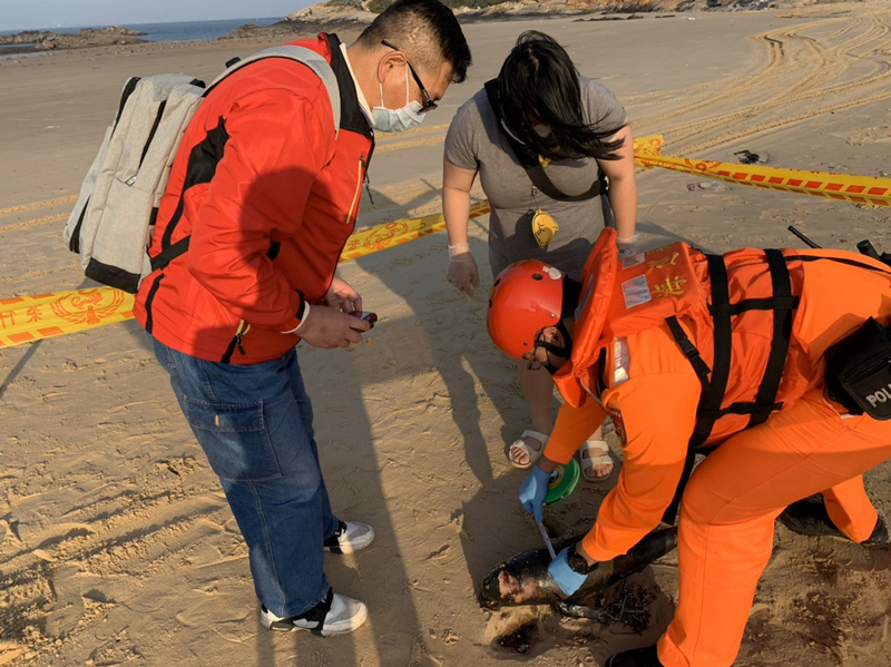 海巡署第九（金門）岸巡隊今天表示，岸巡人員在金沙鎮船型堡岸際發現一隻死亡鯨豚，外觀大致良好，無明顯外傷，死亡原因不明。這是今年金門地區第7起鯨豚擱淺死亡案。 圖 : 金門岸巡隊/ 提供