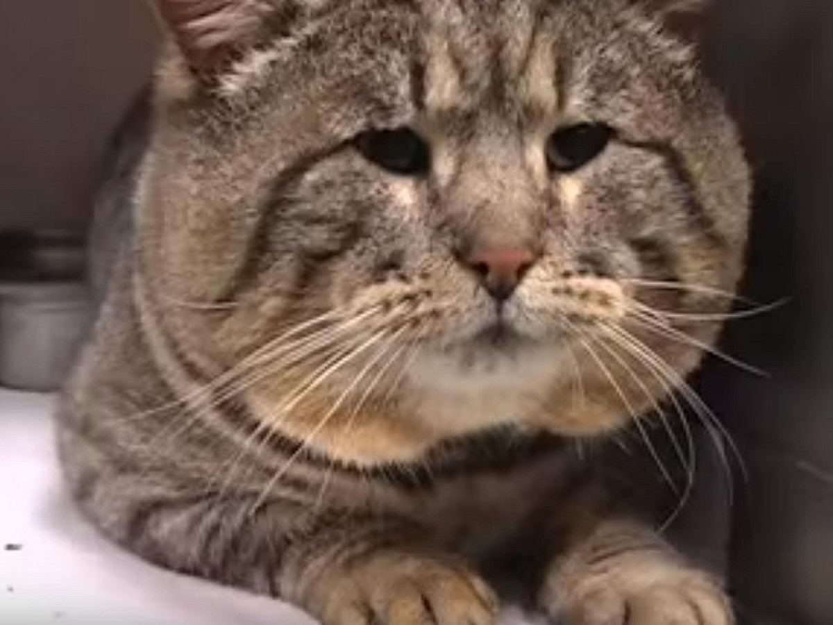 說！你到底吃了多少！ 圖／Oregon Humane Society