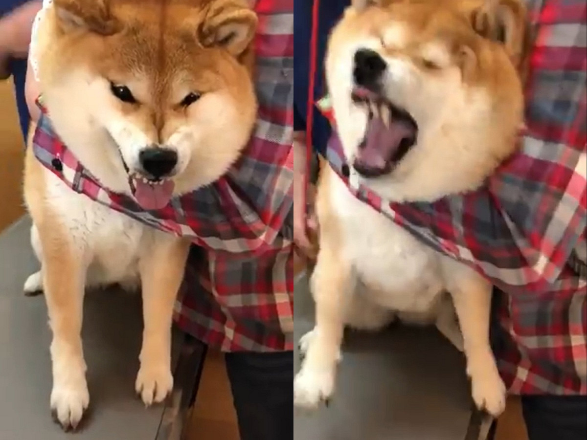 快！快讓偶離開這個鬼地方！！ 圖／Twitter@87shiba87
