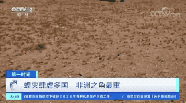 蝗蟲肆虐，非洲深受其害。 圖：擷取自CCTV畫面