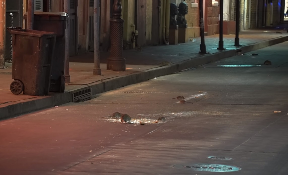 今年三月，在紐奧良法國區(French quarter)空蕩的街頭，出現鼠群爭相覓食的畫面。 圖：翻攝自Youtube