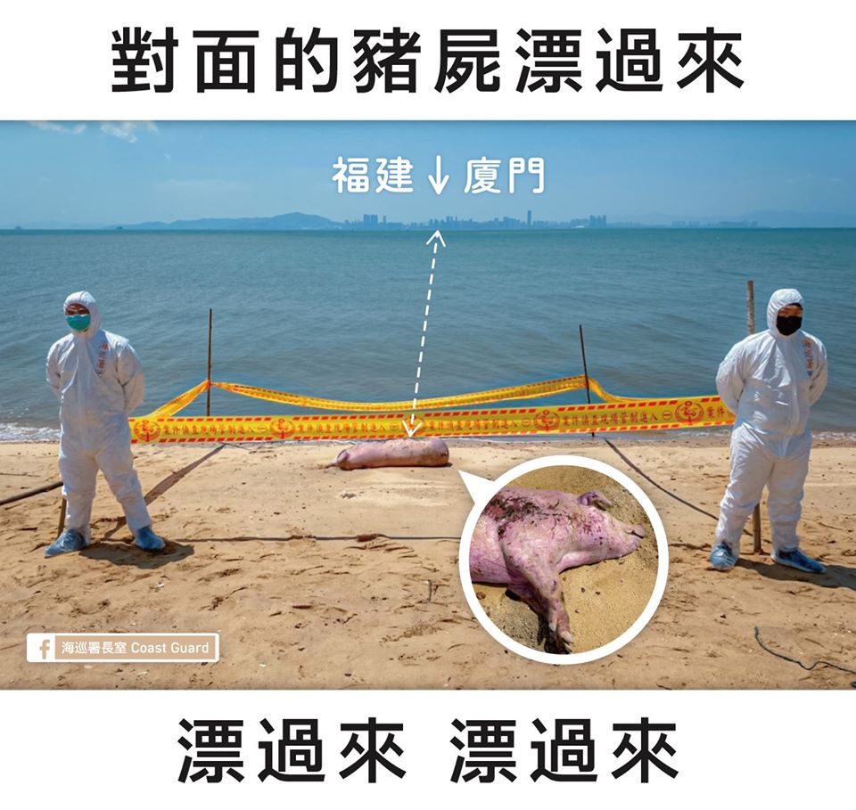 金門週末又見漂流豬屍，今（15）日檢驗結果出爐呈陰性。 圖：取自海巡署臉書