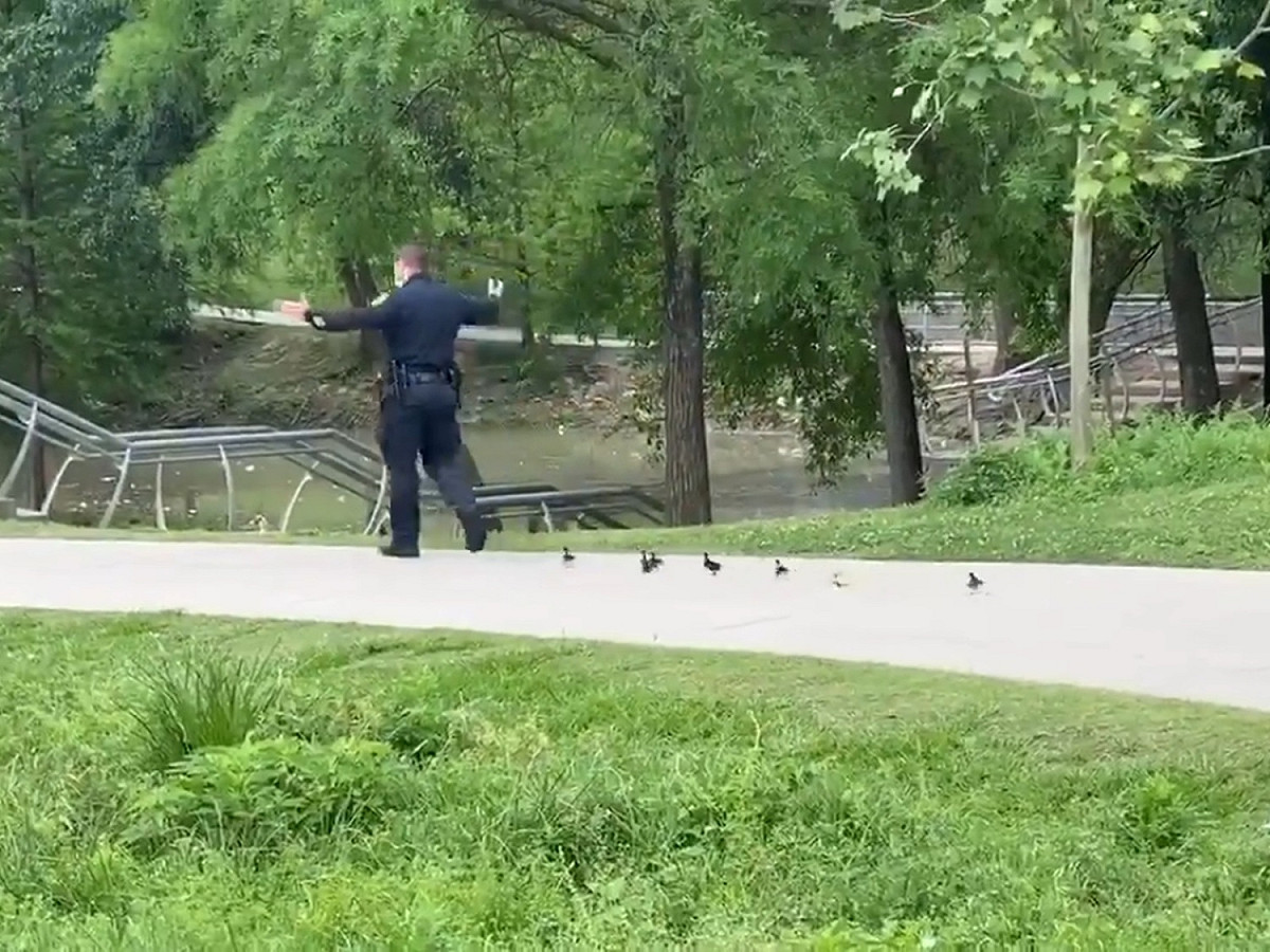 這群小鴨迷路。 圖／Twitter@houstonpolice