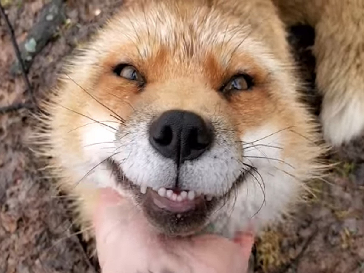 狐狸芬尼根來自一狐狸救援的非營利組織 。 圖／FB@Saveafox Rescue